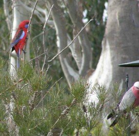Native wildlife